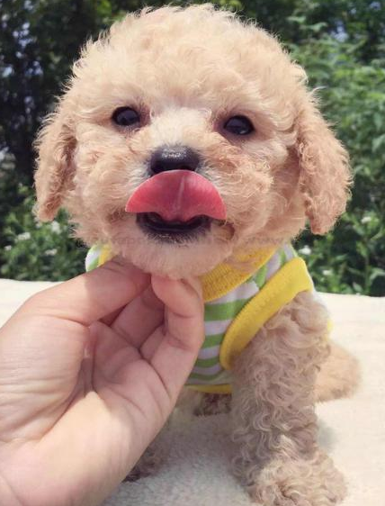 泰迪犬的這8大顏色,你最喜歡哪種?