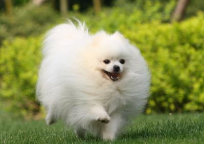 博美犬多少錢一只,你買貴了嗎?