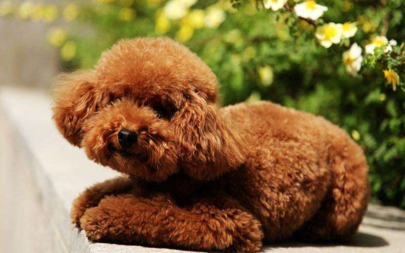 泰迪犬有這“6大表現”,趕緊驅蟲,刻不容緩