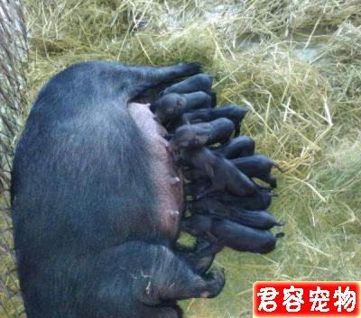 初生小豬怎樣護理?4步帶你了解,就算你是養殖新手也能輕松應對