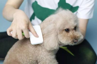 為什么要給泰迪犬“剃胎毛”?什么時候剃胎毛才更好呢?