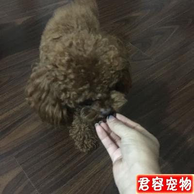 狗狗不樂意剪指甲？教你如何輕松給狗剪指甲（泰迪）