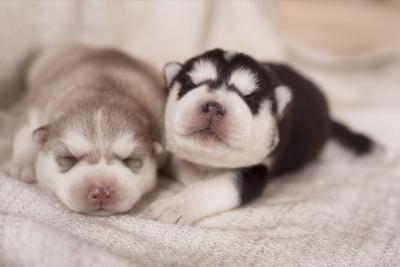 阿拉斯加犬在這5種情況下,不適合洗澡