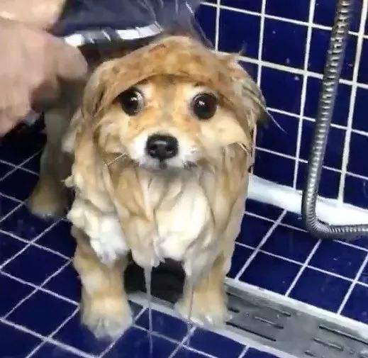 博美犬的7大缺點,網友:就是想養也不敢養啊