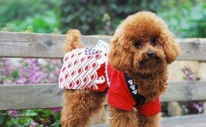 為何泰迪犬一直讓你摸它“肚子”？緣故有五個