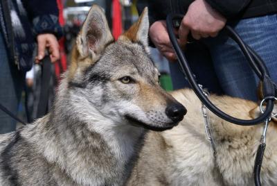 狼和狗第一代雜交的后代:捷克狼犬太霸氣