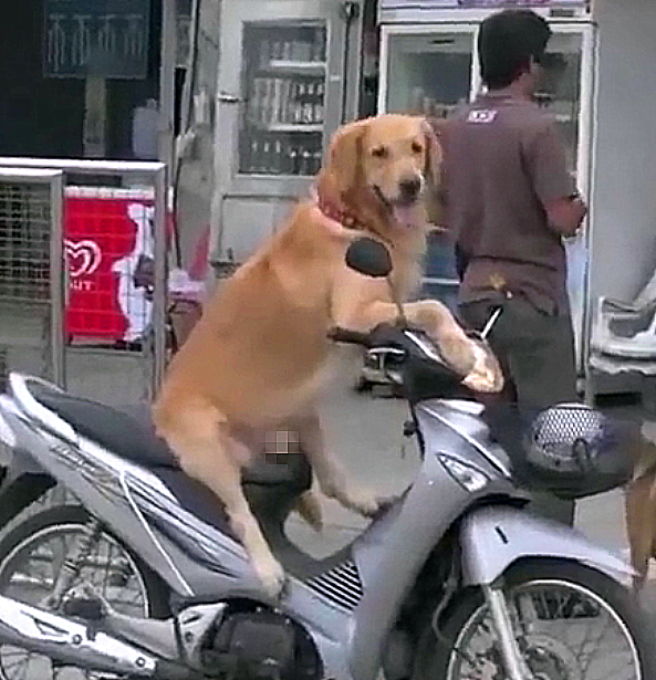 主人家遛貓遛狗新方法，狗狗大呼舒服：開，往城市邊緣開