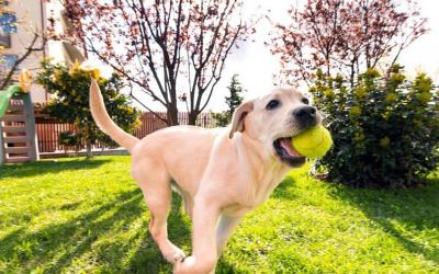 想養中大型犬,不妨考慮下拉布拉多,不會讓你失望的