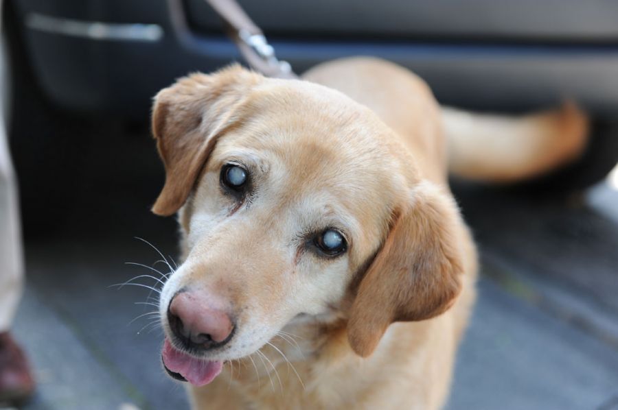 狗狗白內障4大征兆,高發犬種要注意,因為眼藥水不能預防治療