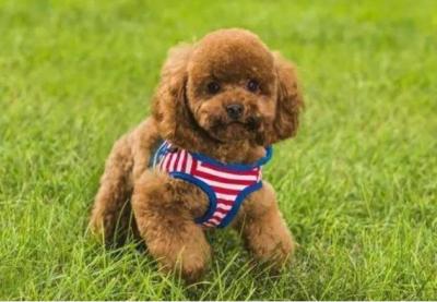 泰迪犬毛發不好，可以吃什么食物改善？