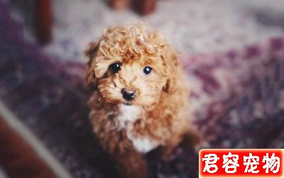 泰迪拉稀怎么辦？