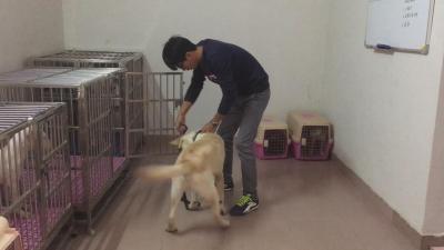 10個月拉布拉多一身壞毛病，訓犬師把它變成乖乖狗