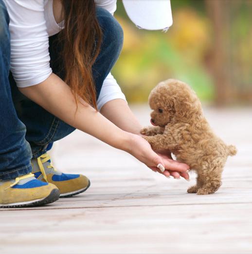 泰迪犬入門訓練計劃，不知道怎么訓練的，可以看過來！