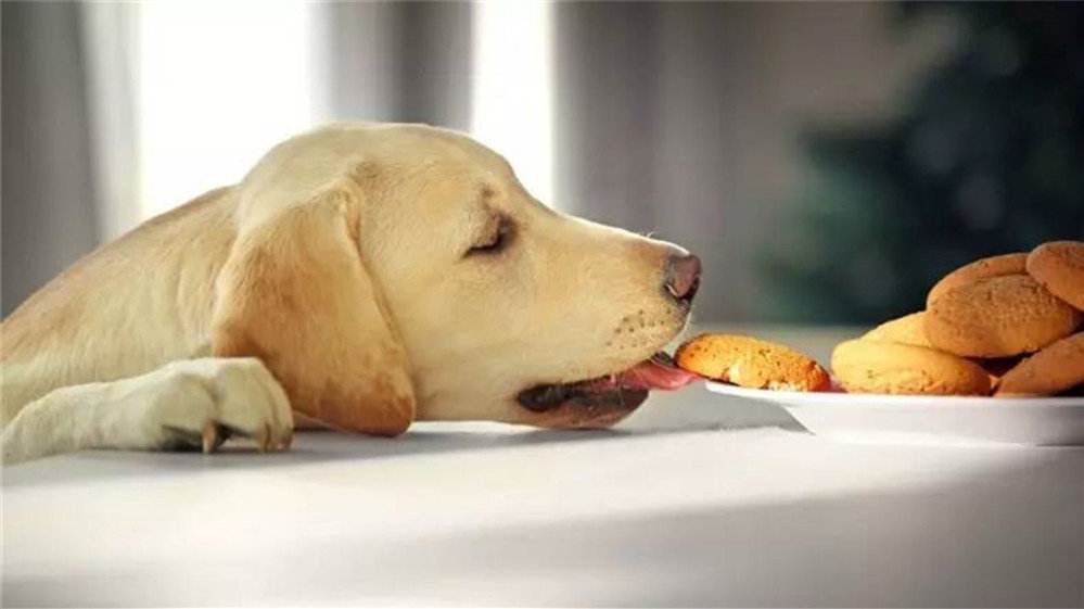 養拉布拉多犬，一個月需要花多少錢？