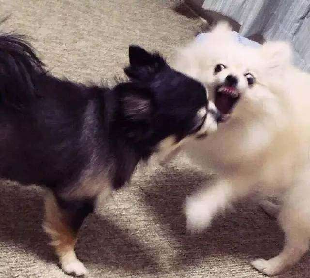 博美犬的7大缺點,網友:就是想養也不敢養啊