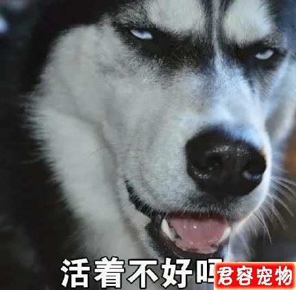 二哈，沙雕表情包，來嘍來嘍