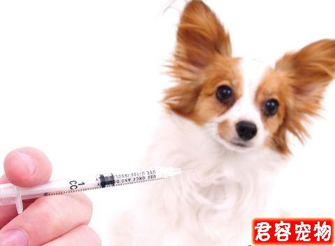 狗狗越胖越可愛?得糖尿病可就麻煩了
