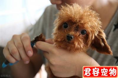 泰迪身上有虱子跳蚤能不能洗澡？