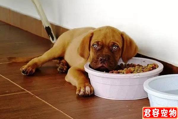 狗狗經常打嗝是食物問題,還可能是疾病征兆!如何幫狗狗應對打嗝