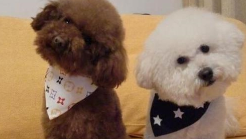喂養泰迪犬和比熊犬哪家好？比照這五個層面，你能選誰？
