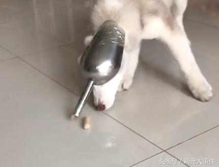 被鏟屎官坑的最慘的哈士奇，看的見吃不著的二哈，根本不想拆家