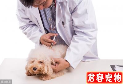 辟謠：狗狗驅蟲打驅蟲針比口服驅蟲藥效果好？寵物醫生告訴你答案