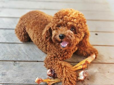 泰迪犬毛發褪色，主要原因是主人的問題？