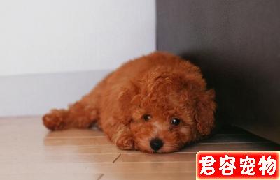 泰迪“處于痛苦中”的幾大特征,主人不要忽視了