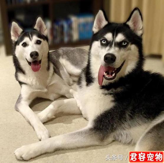 網紅不爽臉哈士奇竟有老婆！老婆的高顏值根本癩蛤蟆吃到天鵝肉
