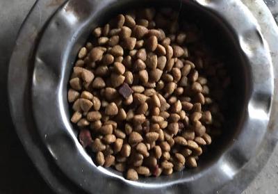 辟謠,米飯能代替狗糧成犬類主食?不能,狗狗消化淀粉存在缺陷