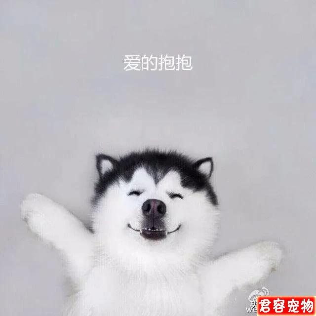 二哈，沙雕表情包，來嘍來嘍