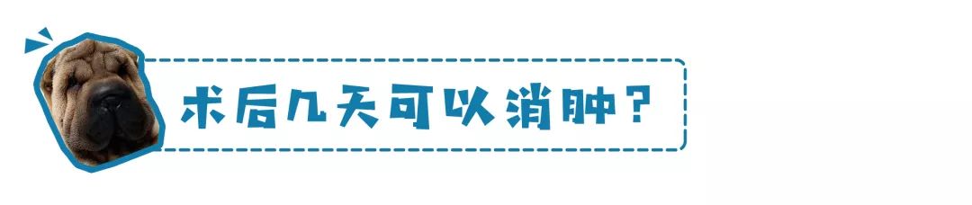 鏟屎官注意！眼瞼內翻≠倒睫毛，越早診斷治療傷害越小