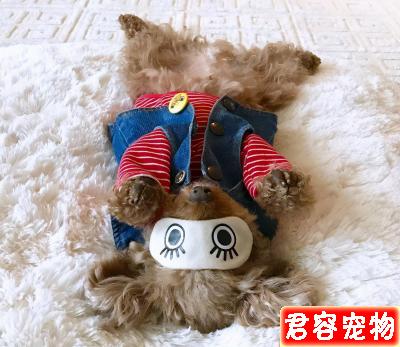 泰迪睡覺有這6個怪癖,恭喜你,它一定很愛你