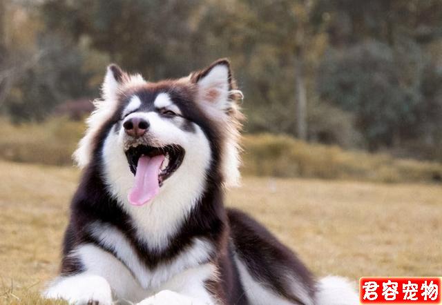 性格最好的五種中大型犬，有你心中所想嗎？