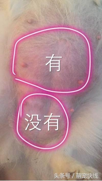 小博美第一次當媽就遭遇難產，剖腹產后身下多了一堆雪白的糯米糍