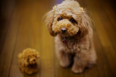 當泰迪犬有這些特征,說明它已經步入老年期了