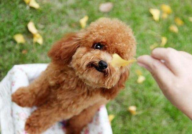 泰迪犬入門訓練計劃，不知道怎么訓練的，可以看過來！