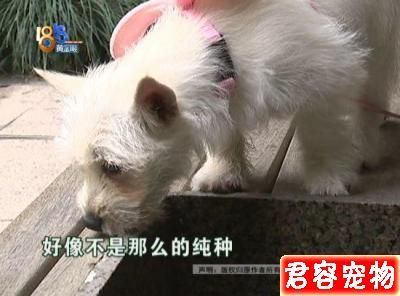 湖北女子花3380元網購博美，收到后一看氣炸了