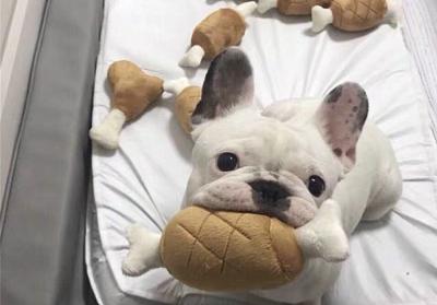 辟謠,米飯能代替狗糧成犬類主食?不能,狗狗消化淀粉存在缺陷