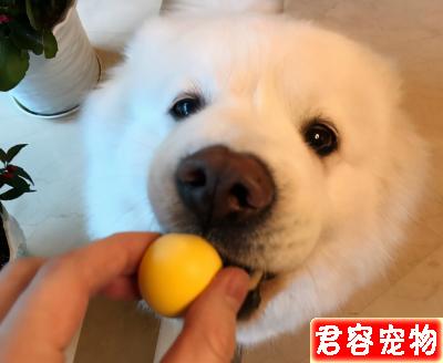 狗狗能吃的“人類食物”到底有哪些?不知道的,看過來