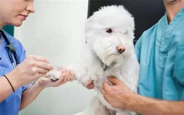 狗狗疫苗應該怎么打？打疫苗的5大注意事項！