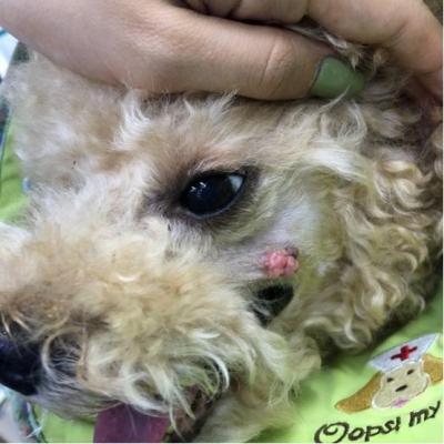 狗狗常見的五種腫瘤，它們分別有什么特征，該如何治療