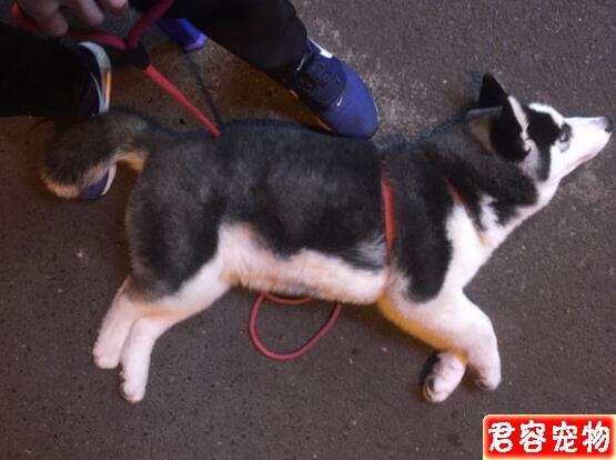 兩個月的哈士奇變成了球形，網友看后哈哈一笑肉嘟嘟好萌啊