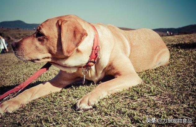 狗狗出門總是亂吃東西怎么辦?小編給你支幾招