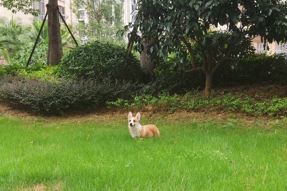 柯基歷經過段時間的訓煉，它的“氣場”都發生變化，<a href=/zhonglei/gou/ target=_blank class=infotextkey>狗</a>：筆挺！