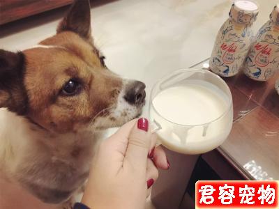 狗狗能吃的“人類食物”到底有哪些?不知道的,看過來