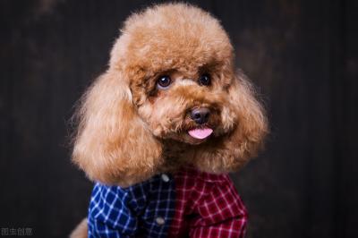 有這些特征的“泰迪犬”,血統一定很純