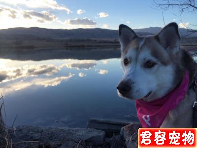 聽完他不養二哈的10個理由，你還敢養嗎？！