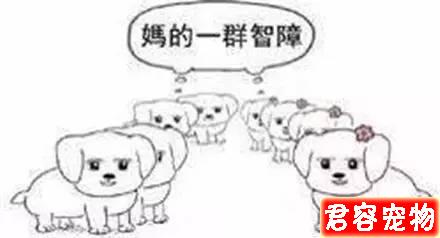 “特別討厭泰迪，看見就想踢是什么心態”？