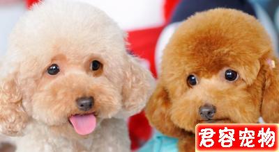 為什么泰迪犬會長白毛？6大原因分析